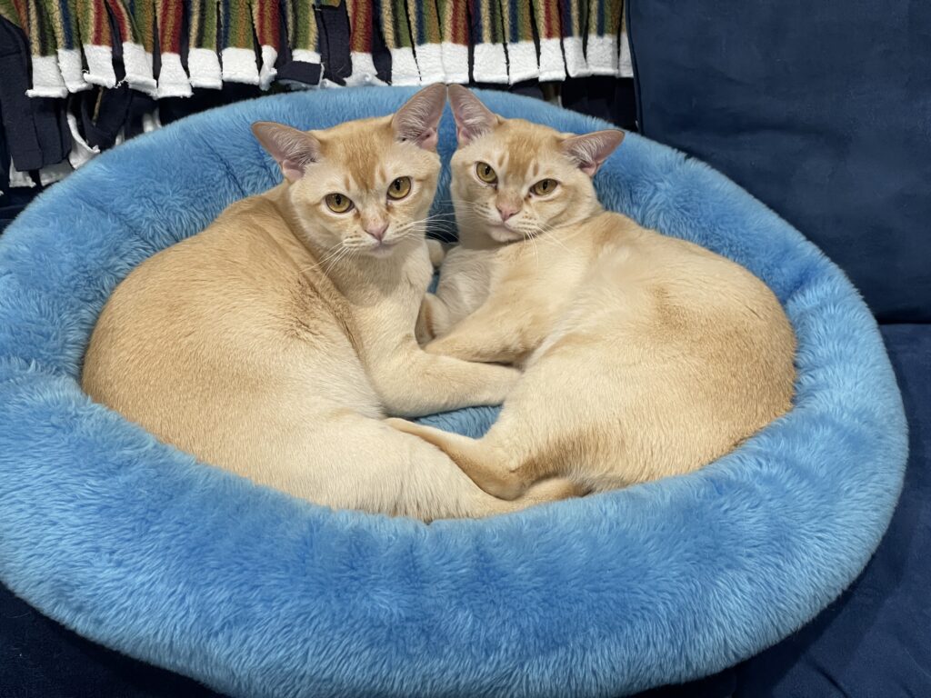 Two cream-colored cats recline in a luxurious blue bed, giving the viewer an insouciant gaze which speaks of feline suaveness.