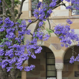 beautiful flowering tree with hanging purple flowers which bloom on the campus of U Queensland