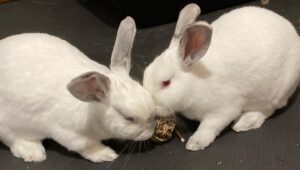 Two white shorthaired bunny rabbits with pinkish eyes and ears which look incredibly soft are sniffing at toy, something like a monkey's paw knot of sisal rope.