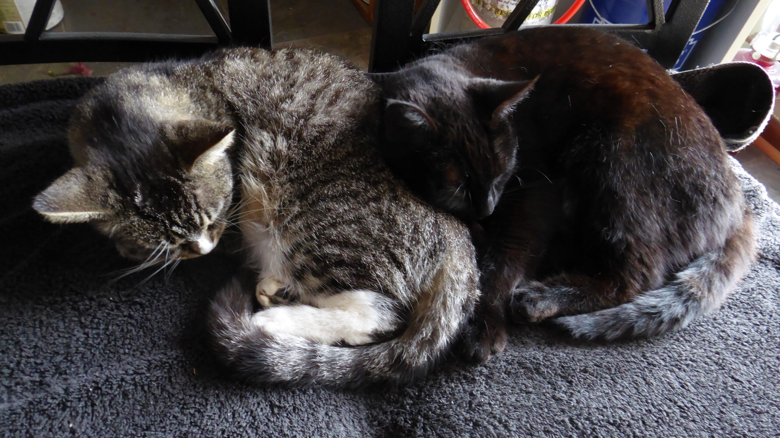 Jamie is a grey shorthair striped kitty all curled up for a nap and Dixie is curled up right beside with her head on Jamie's haunch, looking like a little shadow. Faith misses them terribly when she travels.