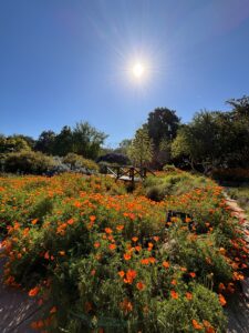 A lovely sunny day with a bridge over a stream and orange wildflowers in a verdant meadow symbolizes Lisa Cohan.