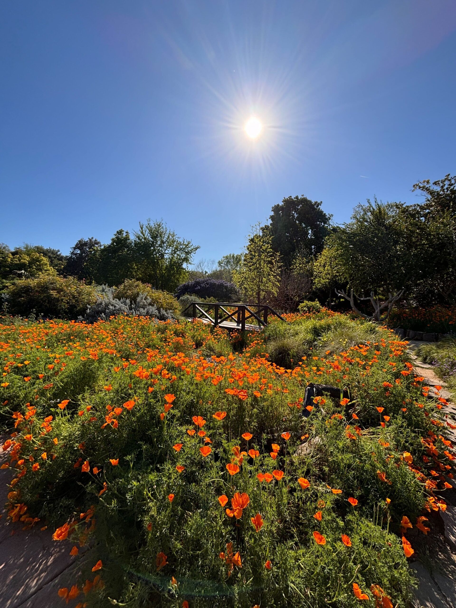 A lovely sunny day with a bridge over a stream and orange wildflowers in a verdant meadow symbolizes Lisa Cohan.
