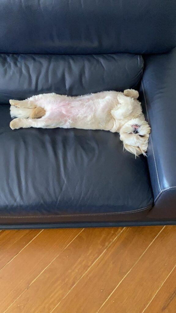 Coco is 100% Brazilian, and she loves to sleep, play with her soft ball, and be around people. Always sweet, always gentle, when she goes out, she loves to smell every blade of grass. She is pictured here between adventures deeply asleep on her end of the couch, tummy-up with her tongue sticking out of her fluffy, fluffy face.