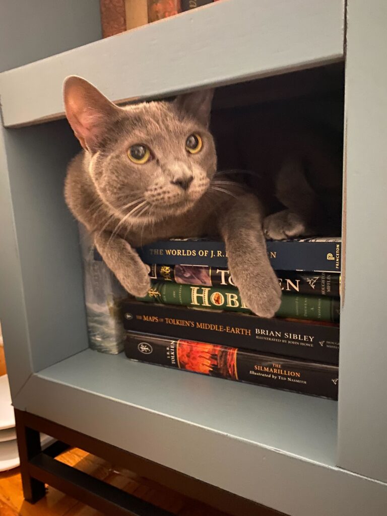Stella Sas, a very wise and perspicacious grey kitty, carefully guards her stack of Tolkien books.