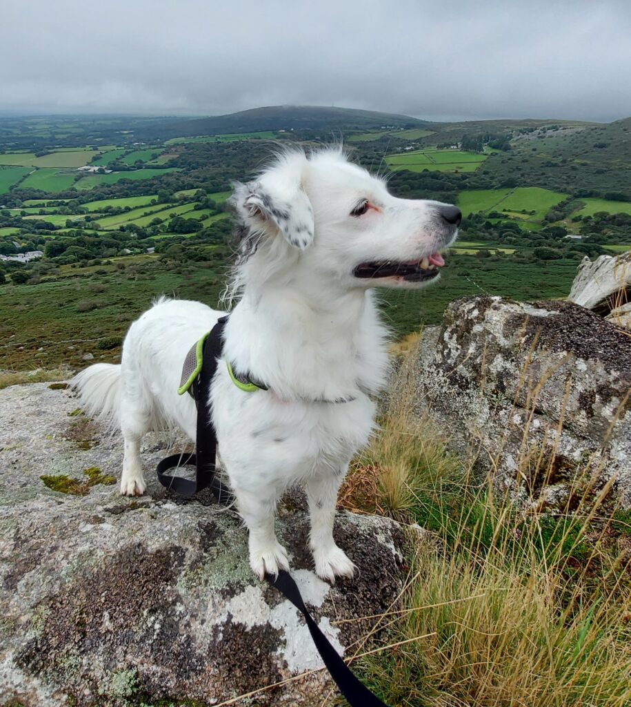 Britney Merriner is clearly a Very Good Dog whose black and lime green harness go nicely with her black-peppered fluffy white coat. Her alert ears and darling curled tongue say she's ready for more, even up here on top of a granite-topped hill.
