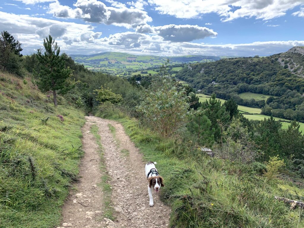 Merlin the Very Good Dog is sniffing and trotting up a very good footpath or a very narrow old dirt road in Wales, which is exactly as magical a picture as it sounds.
