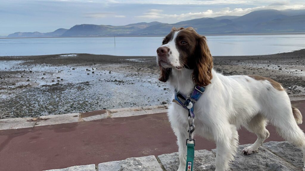 Maggie Parke's dog Merlin is a Very Good English Setter, posing nobly before a landscape of sea and steep hills.