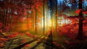 A golden sunset streams through a medium mature hardwood forest. The trees seem to all be either red maple in autumnal glory or some hemlocks at the back. A dirt road leads away from the viewer into the woods.