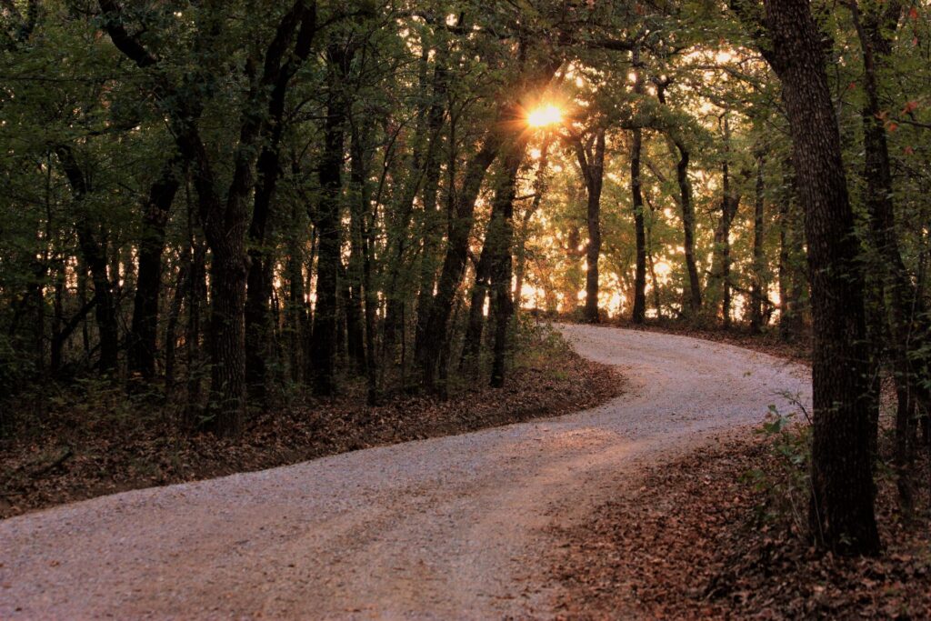A gravel path leading through a deciduous woods.