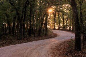 A gravel path leading through a deciduous woods.