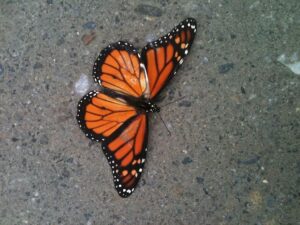 A Monarch butterfly resting on the ground.