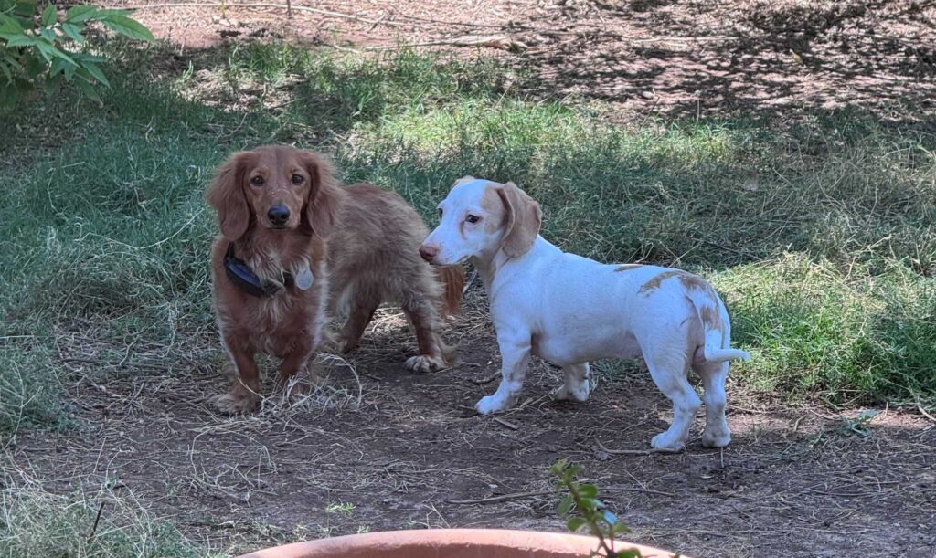 A rusty longhaired small dog and a white shorthaired small dog are clearly eager to lead you on a merry chase!