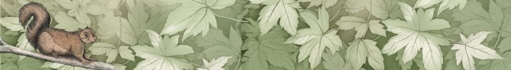 A grey squirrel on a maple branch.